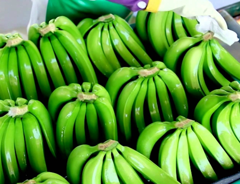 imagengaleria banano